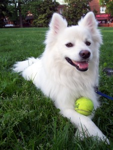 American Eskimo dog