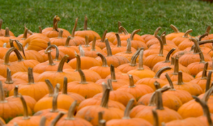 Oilpatch Pumpkin Patch