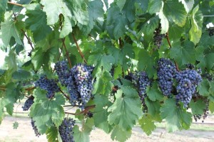 Wine Grapes