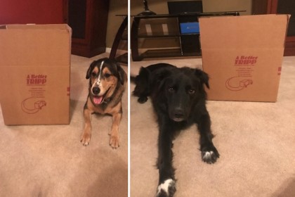 Moving with your pets