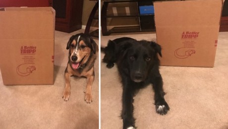 Moving with your pets