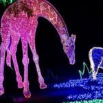 zoolights