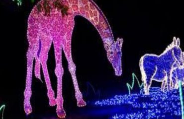 zoolights