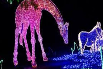 zoolights