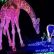 zoolights